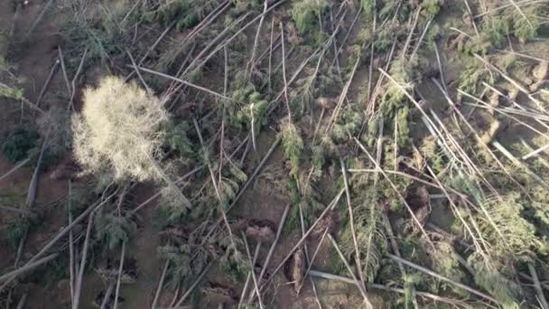 Filmové Záběry Vzdušných Dronů Naklánějí Nahoru Odhalují Zničený Les Jehličnatých — Stock video