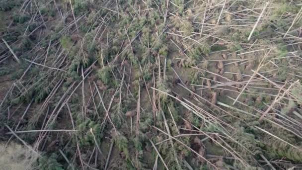 撮影された空中ドローンの映像は スコットランドの極端な嵐のイベントの間に森林プランテーションにいた針葉樹林の荒廃した森を明らかにするために傾斜しています — ストック動画