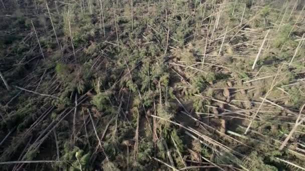 Cinematic Drone Footage Rising Tilting Devastated Forest Snapped Uprooted Pine — Video Stock