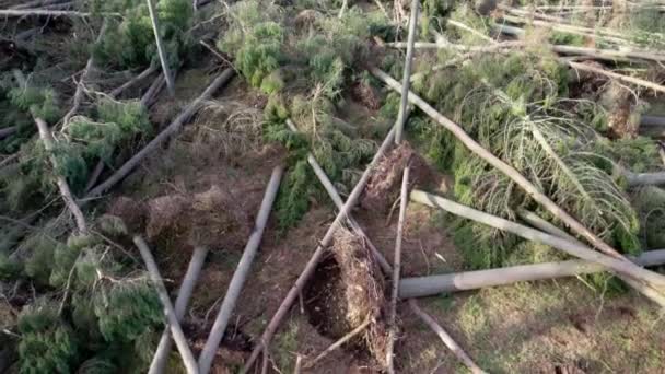 Imagens Drones Cinematográficos Inclinando Para Revelar Uma Floresta Devastada Pinheiros — Vídeo de Stock