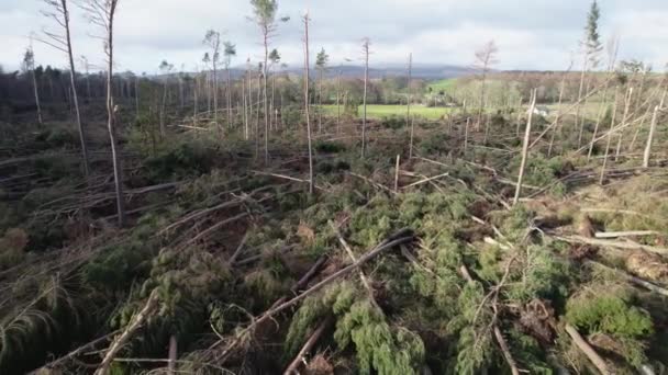 Cinematic Aerial Drone Footage Reversing Slowly Devastated Forest Windblown Pine — Wideo stockowe