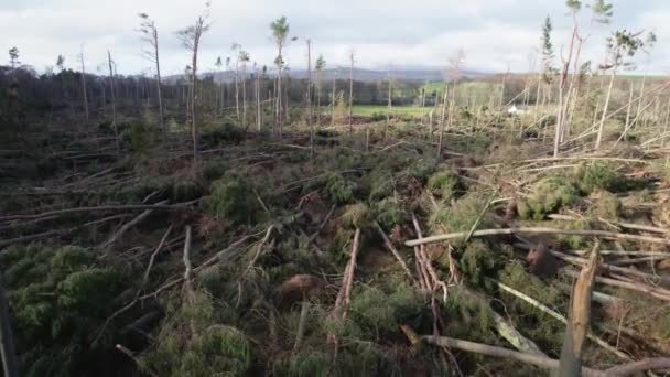 Cinematic Aerial Drone Footage Flying Slowly Devastated Forest Snapped Pine — Vídeo de Stock