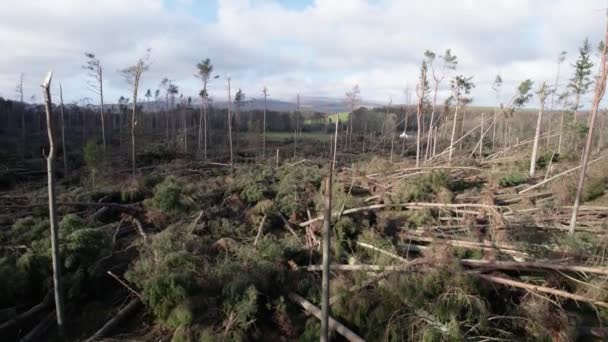 Cinematic Aerial Drone Footage Rising Slowly Reveal Devastated Forest Windblown — Stok video