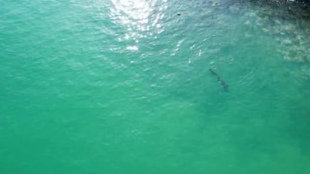 Αεροφωτογραφία Γύρω Από Ένα Άτομο Που Καταδύεται Αλιείας Ένα Δόρυ — Αρχείο Βίντεο