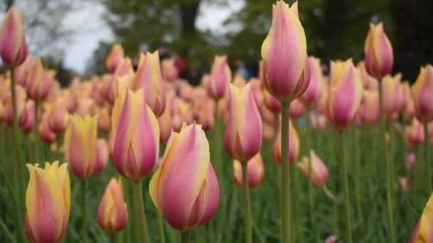Hollanda Nın Çiçek Açan Tarlalarında Milyonlarca Turuncu Lale Rüzgârda Sallanıyor — Stok video