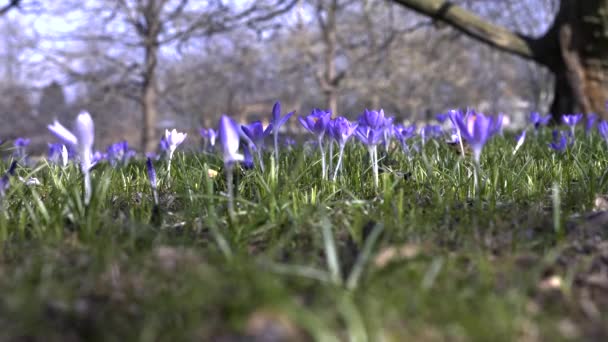 Cocodrilo Púrpura Crece Afuera Vista Flor Mágica Flores Primavera Crocus — Vídeos de Stock