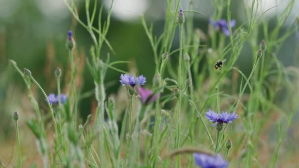 Purple Bachelors Button Flowers Field Being Visited Bumblebee — Stockvideo