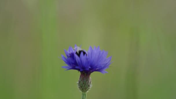 Isolated Bokeh Shot Purple Cornflower Bumblebee Collecting Nectar — Vídeo de Stock