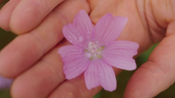 Closeup Palm Hands Holding Malva Alcea Pink Flower Static Day — Stockvideo