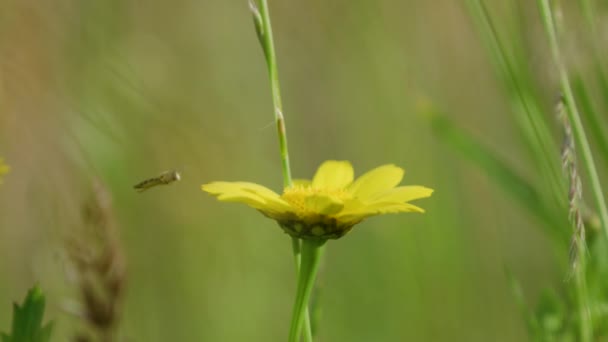 Hoverfly Atterrit Soigneusement Sur Marguerite Jaune Vif Prise Vue Faible — Video