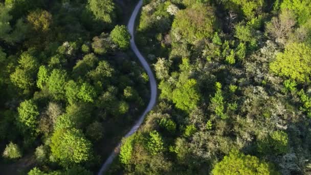 Twisted Oostvoorne Highway Snaking Lush Green Forest Aerial Top — Stockvideo