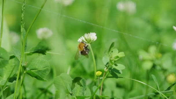 Perfil Abelha Bumble Coletando Néctar Pólen Trevo Branco — Vídeo de Stock