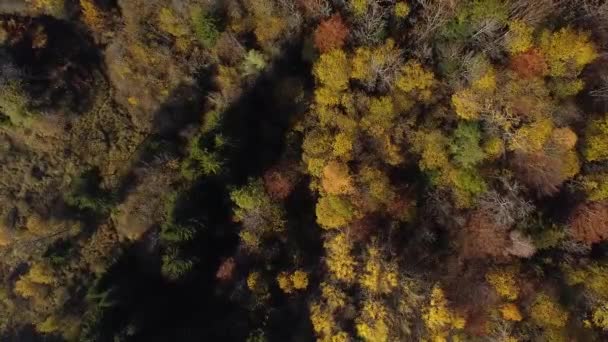 Drone Shot Facing Rotating Autumn Forest Pines Deciduous — Stock Video