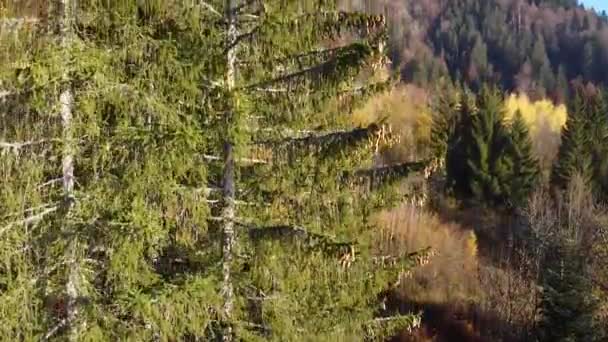 Drone Shot Moving Forwards Colourful Autumn Mountain Mix Deciduous Evergreens — Wideo stockowe