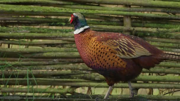 Curious Common Pheasant Bob Head While Walking Stare Camera Tracking — Vídeos de Stock