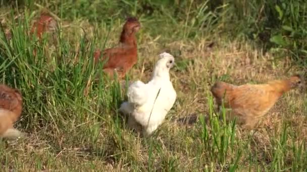 Baby Chicks Running Farm — Video