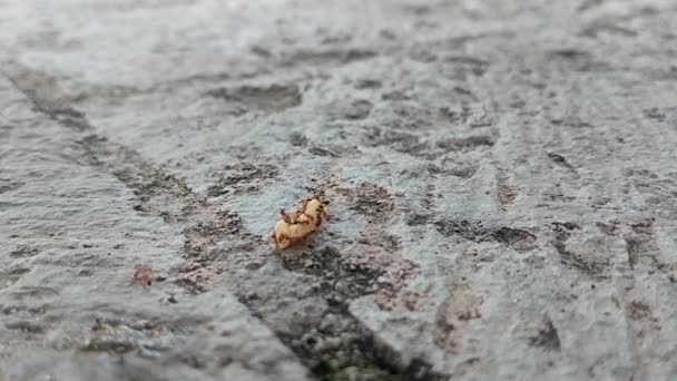 Time Lapse Ants Carring Food Back Home — Vídeo de Stock