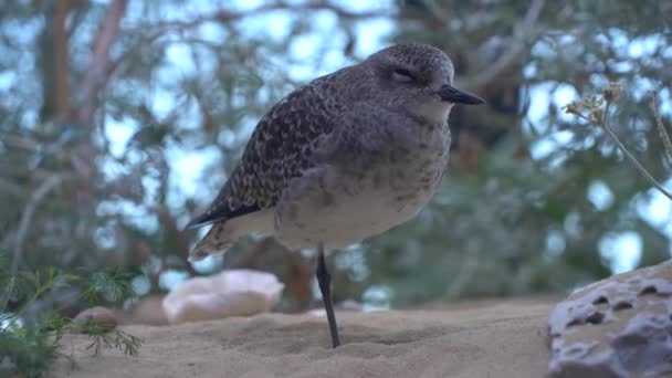 Kum Tepelerinde Tek Ayağın Üzerinde Duran Kuş — Stok video