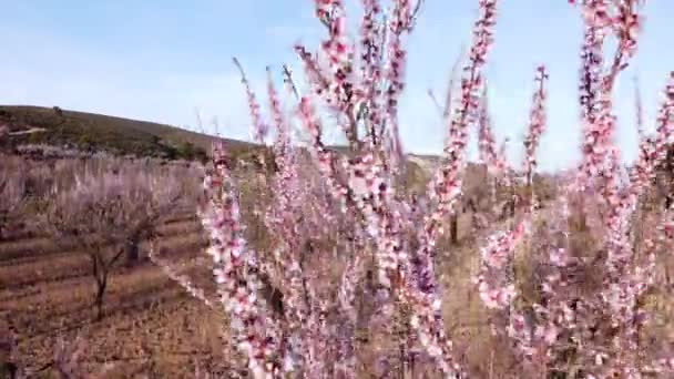 Blooming Trees Almond Orchard Sunset Shot Revealing Field Hills Blue — Vídeo de Stock