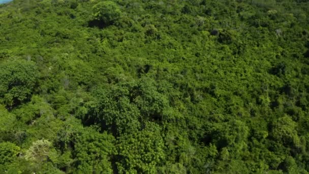 Baobab Kwale Szigetén Esőerdő Óceán Partján Zanzibár — Stock videók