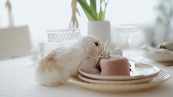 Static View Baby Rabbit Eating Easter Treats Nicely Decorated White — Video Stock