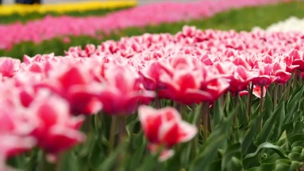 Pole Pestrobarevných Jasně Kvetoucích Tulipánů Velká Skupina Pestrobarevných Květin Příroda — Stock video