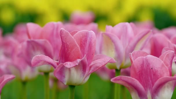 Close Van Roze Tulpen Een Veld Van Roze Tulpen Tulpen — Stockvideo