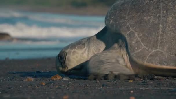 大龟拖着自己沿着沙滩向大海游去 — 图库视频影像