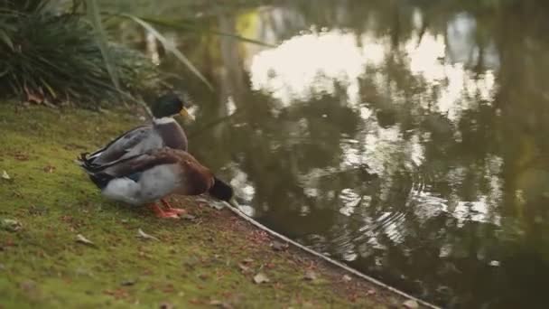 Two Ducks Drinking Water Man Made Lake — Stock video