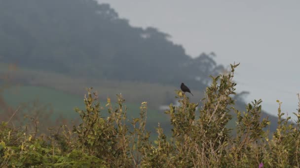 枝の上に黒い鳥 — ストック動画