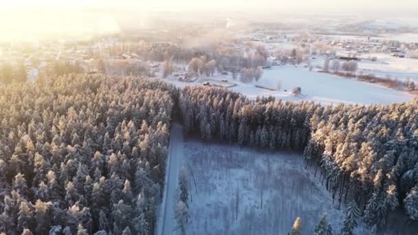 Drone View Ovanför Golden Tree Tops Vinter Morgon Scen Etablera — Stockvideo