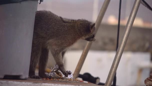 Mapache Come Burrito Encontrado Basura — Vídeos de Stock