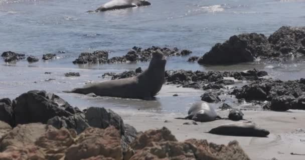 Selos Aquecem Praia Sol Quente Tiro Canon — Vídeo de Stock