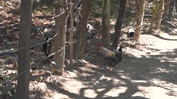 Chickens Fight Barbed Wire Fence — Stock Video