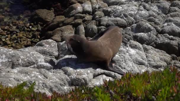 Sea Lion Getting Comfortable Sun — Vídeo de Stock