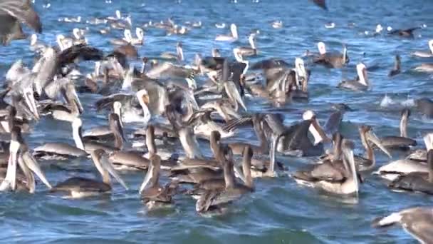 Pelicans Flock Together Hunt Sardines — 비디오