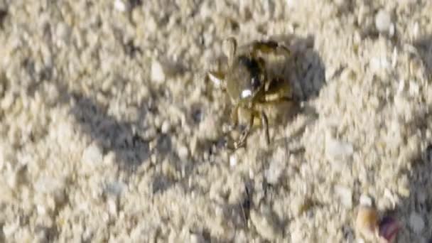 Close Overhead Shot Small Brown Crab Walking Sideways Quickly Coarse — Vídeos de Stock