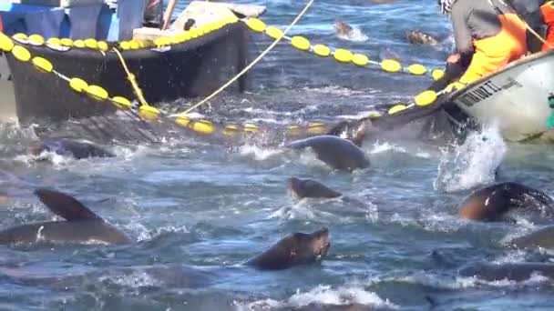 Sea Lions Feeding Frenzy While Fisherman Catch Sardines — ストック動画