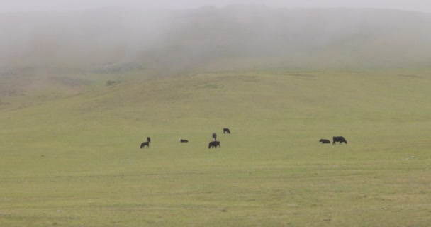 Cows Graze Grass Grassy Field Fog Rolls Hillside Shot Canon — Vídeos de Stock