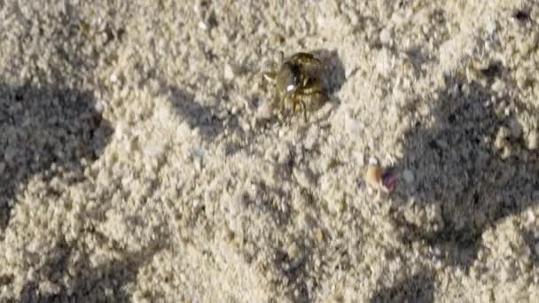 一只棕色小螃蟹白天在沙滩上横向行走时的头顶照片 — 图库视频影像
