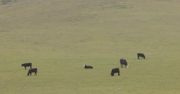 Cows Graze Grass Grassy Field Fog Rolls Hillside Shot Canon — Vídeo de Stock