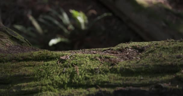 Взрослый Самец Исследует Лес Переходя Через Упавшее Дерево Съемка Canon — стоковое видео