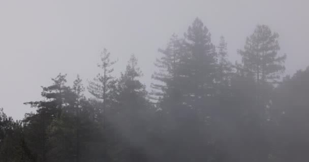 Nebbia Rotola Oltre Alberi Pino — Video Stock