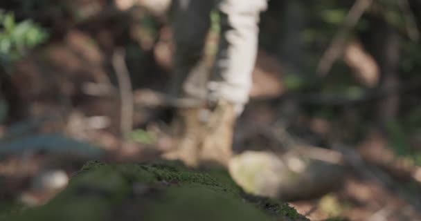 Ενήλικο Αρσενικό Εξερευνά Δάσος Περπατώντας Ένα Πεσμένο Δέντρο Πυροβολισμός Στο — Αρχείο Βίντεο