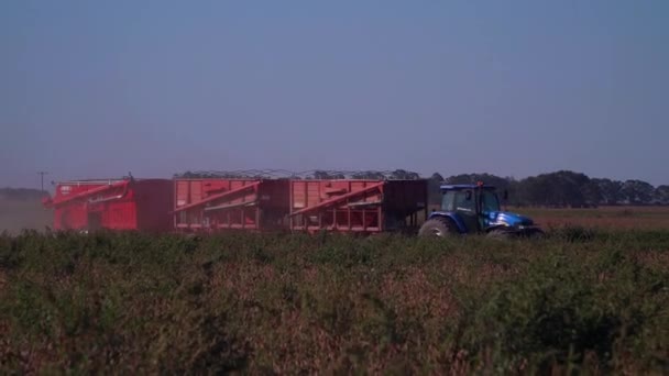 Трактор Приносить Три Сміттєвози Соєве Поле Збору Врожаю — стокове відео