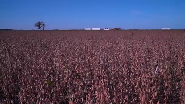 Soybean Field Ready Harvest Agricultural Machinery Distance — Wideo stockowe