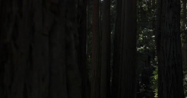 Powolny Patelnia Lasu Nad Głową Jak Światło Świeci Przez Drzewa — Wideo stockowe