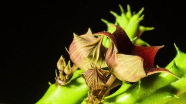 Kızıl Ejder Stapelia Kaktüs çiçeği tomurcuklanıyor. Bu canlı kırmızı yıldız şeklindeki çiçekleri, dikey görüntüleri, başlık başlığı için kopyalama alanını kapat.