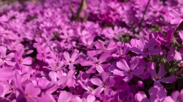 Glider Genom Vackra Fuchsia Rosa Blommor — Stockvideo
