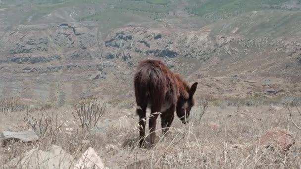 Harige Ezel Zoek Naar Gras Droge Omgeving — Stockvideo